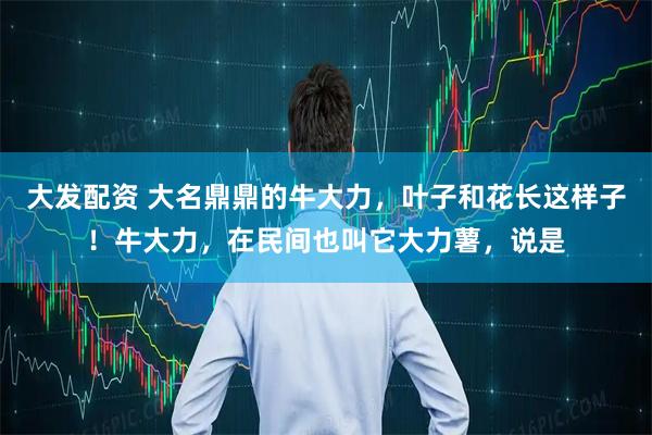 大发配资 大名鼎鼎的牛大力，叶子和花长这样子！牛大力，在民间也叫它大力薯，说是